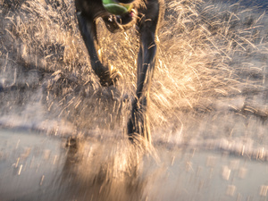 Untitled from the series DOG PARK