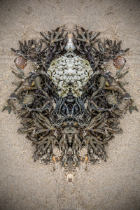 seaweed 1