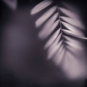Evergreen-13.jpg