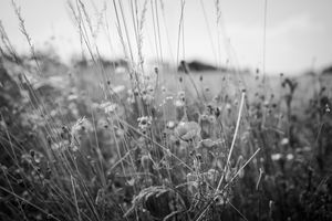 Roadside Poppy flowers