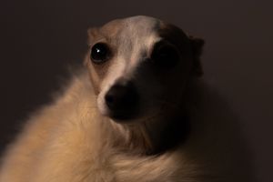 Lady Lea