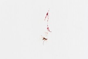 Blood ties: relationships between mosquitoes and humans (Photographic series)