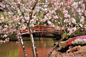 Japanese Bridge