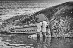The Ivory thief...II