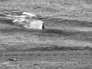 Orcas