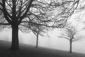 Trees in the fog Sunny Hill Park