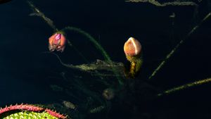 Water Lily Buds