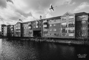 Enfield Island Village | Swans Flying