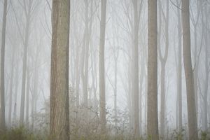 Forest Vibes 5