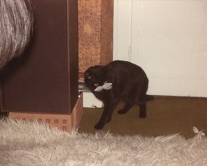 Aska
