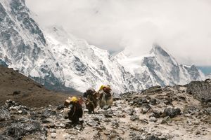 Lobuche