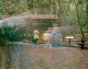 Muir Woods                                             ©2011 Colleen Mullins