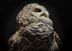 Barred Owl