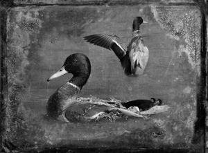 © Dianne Yudelson Mallards