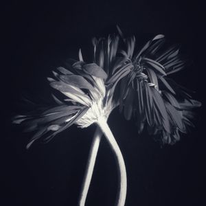 Gerber Daisy