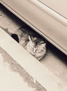 Stray Cats_19