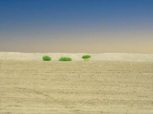Three bushes (Spain)