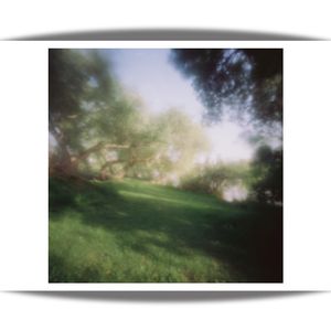 tree grove