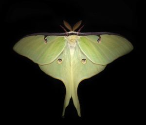 Luna Moth
