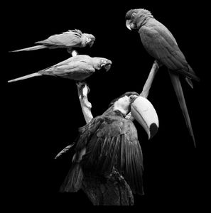 Nature Morte 13
