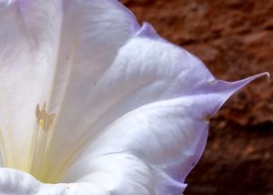Desert Bloom