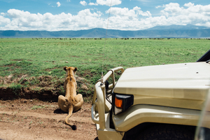 Ngorongoro WildLife
