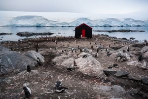 Conquered by Penguin