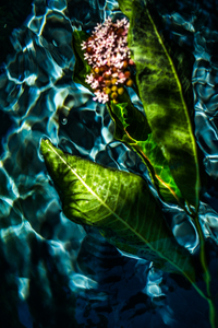 Asclepias