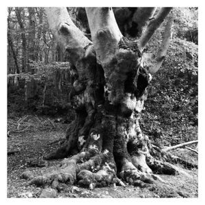 Fagus