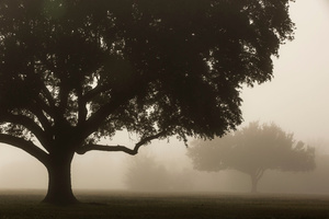 Sunrise Fog at the Chalmette Battlefield, January 21, 2016