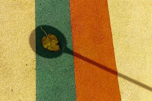 shadow and leaf