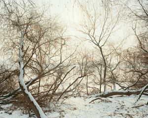 Bamseom, 2018