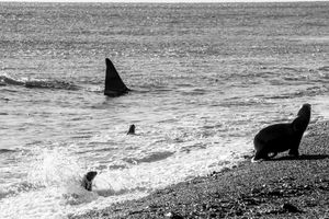 Orcas