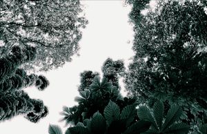Trees 11