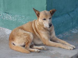 Dog 1