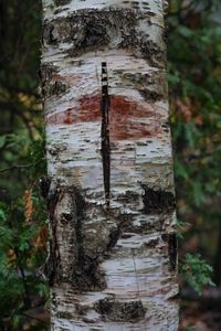 Demarcations  Detail