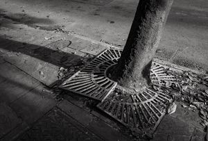 Magnolia Tree, New Orleans, LA, 7 8 22
