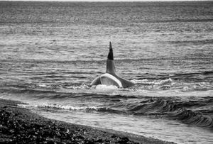 Orcas