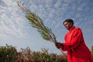 Organic tea tree farmer in Kenya sorting branches