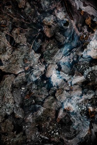 Icy leafs 1