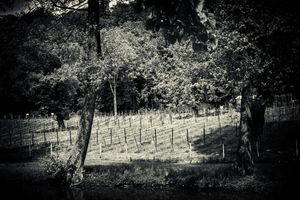 Vineyard in Kończyce Wielkie