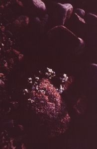 stones