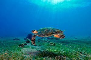 Turtle in the meadow