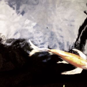 Koi Dream
