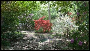 Hancock Woodlands