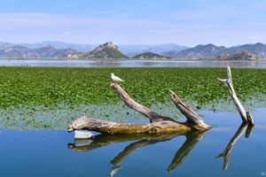 Lake Skadar, Montenegro
