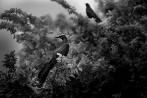 Birds in Tree, Austin, Texas