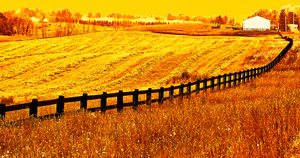 Farm 2- Otsego County, NY