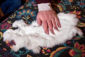 Rabbit Skin