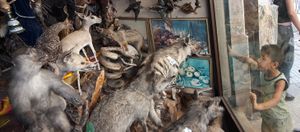 Syrian Boy at Taxidermy Store